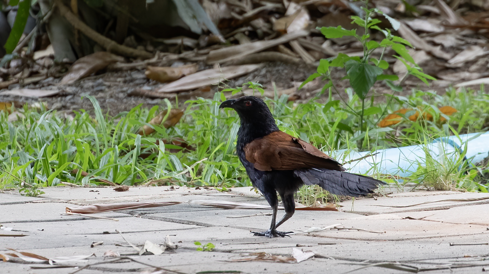 Greater Coucal